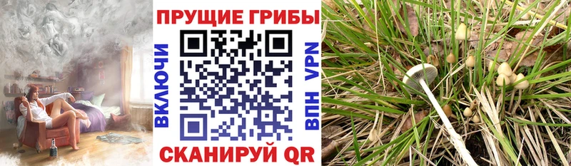 цены   Курчатов  Псилоцибиновые грибы MAGIC MUSHROOMS 